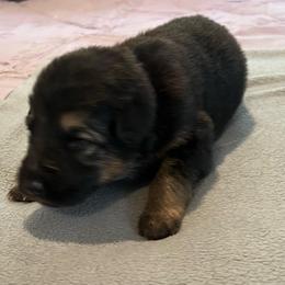 Boy 2-blue - Black and tan male German Shepherd puppy in Sharon Grove, Kentucky from Julie’s Shepherds