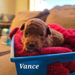 Vance - Red  male Poodle puppy in Blackfoot, Idaho from Draper Mountain Doodles