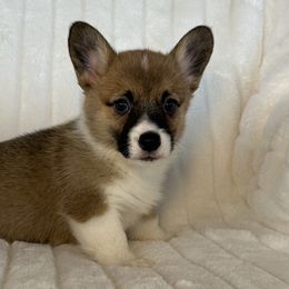 Girl 2 - Sable female Pembroke Welsh Corgi puppy in Surprise, Arizona from Ruff and Rowdy Corgis