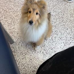 Dustin - Sable and white male Shetland Sheepdog puppy in Catawba, North Carolina from Candescent Shetland Sheepdogs