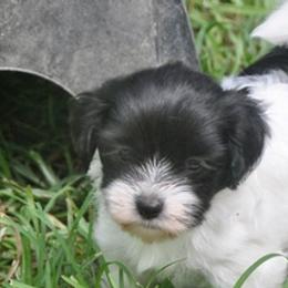 Havanese from Liberty LionsWatch (Georgia)
