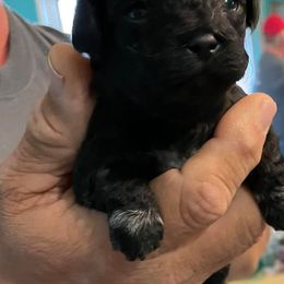 Shihpoos from Amy's Shihpoos