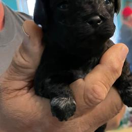 Shihpoos from Amy's Shihpoos