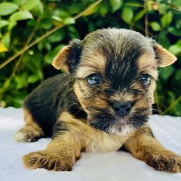 Prince - Black tan and white male Biewer Terrier puppy in Bunnell, Florida from Royal Biewer and Royal Aussies