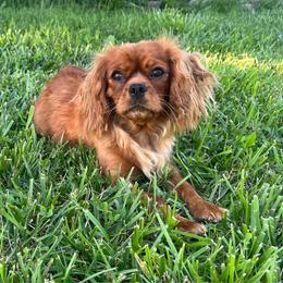 Peaches - Cavalier King Charles Spaniel