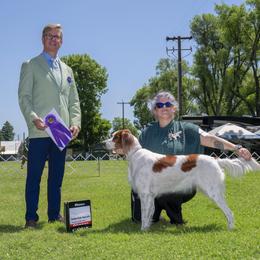 Irish Red and White Setters from Cairdeas