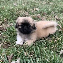 Pekingese Puppies from Crawford Ranch Canines