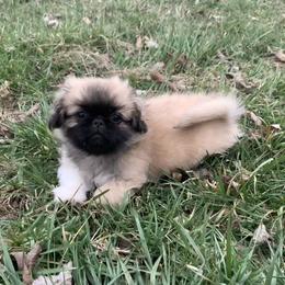 Pekingese Puppies from Crawford Ranch Canines
