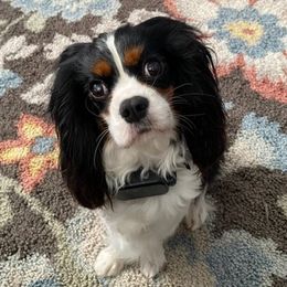 Cavalier King Charles Spaniels from Austell Cavaliers