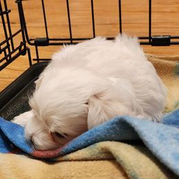 Maltese Puppies from Arizona Maltese Gems