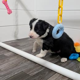 American Corgi and Border Collie Puppies from Duncan's Border Collies and Corgis