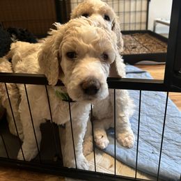 Australian Cattle Dog and Poodle Puppies from Hernwood Heelers & Poodles