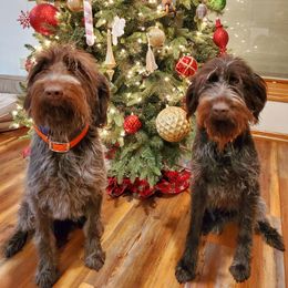 Wirehaired Pointing Griffon All Grown Up from Bristle Creek Wirehaired Pointing Griffons