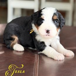 Tesla - Tri-color female Bernedoodle puppy in Henry, Illinois from Rowe Farms Doodles