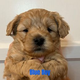 Australian Labradoodle Puppies from Potomac Australian Labradoodles