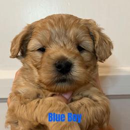 Australian Labradoodle Puppies from Potomac Australian Labradoodles