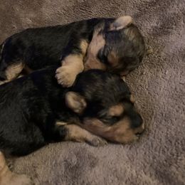Lakeland Terrier Puppies from Well-Red Lakeland Terriers