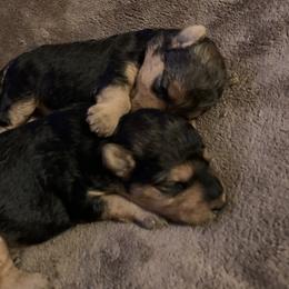 Lakeland Terrier Puppies from Well-Red Lakeland Terriers
