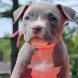 Biles - Purple Collar Female - American Bully puppy from Deuce's Den