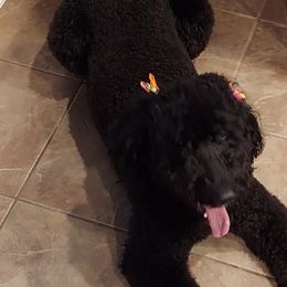 Australian Labradoodles from Oodles of Doodles