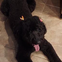 Australian Labradoodles from Oodles of Doodles