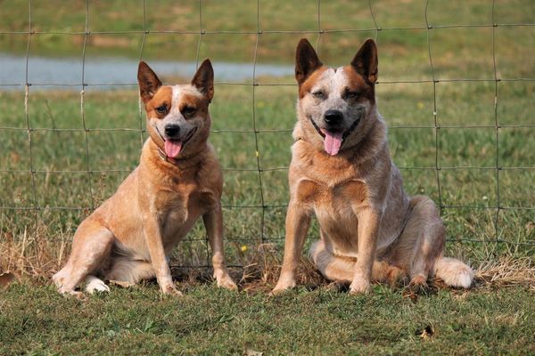 2 red australian cattle dogs sitting in a field