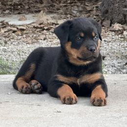 Rottweiler Puppies from Cross Creek Rottweilers