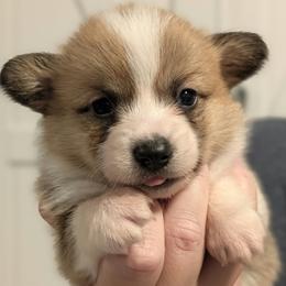 Dorothy - Red female Pembroke Welsh Corgi puppy in Mount Vernon, Ohio from Rose Water Corgis in Ohio