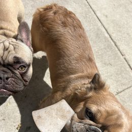 French Bulldogs from Dirty Paws Breeding