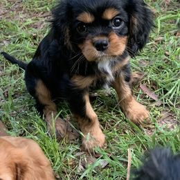 "Male “Rotty” available now " Cavalier King Charles Spaniel Puppies from Animal Encore’s Cavalier King Charles Spaniels