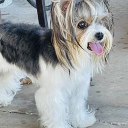 Henna - Yorkshire Terrier