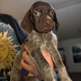 Boy 3 - Liver roan male German Shorthaired Pointer puppy in Troy, North Carolina from Uwharrie GSP