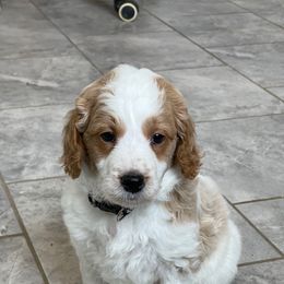 Dasher - Parti male Goldendoodle puppy in Sugarcreek, Ohio from True Hearted Doodles