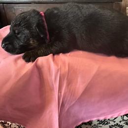 Boy 1 - Black and red male German Shepherd puppy in Londonderry, New Hampshire from Rusak Shepherds / Wiley Hill Shepherds