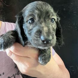 Parsnip Girl 2 - Cream female Dachshund puppy in Bigfork, Minnesota from Dachshunds Up North