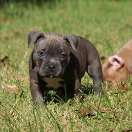 Asher - Blue brindle male American Bully puppy in Easton, Maryland from Night Court Bullies