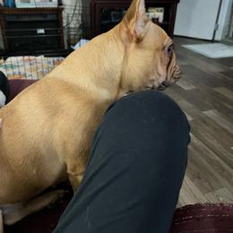 Nala - French Bulldog
