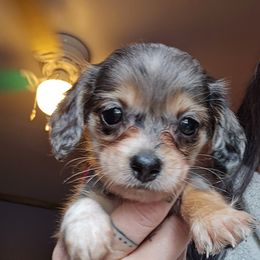 Girl 4 - Black female Dachshund puppy in Rutherfordton, North Carolina from Knock Out Doxie’s