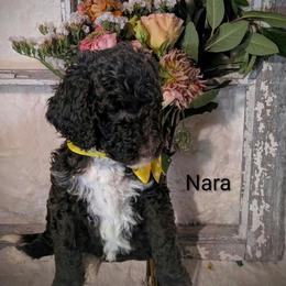 Nara - Brown and white female Sheepadoodle puppy in Berwick, Pennsylvania from Wright’s Wiggle Butts