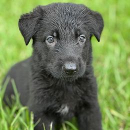 BatMan - Black male German Shepherd puppy in Ocala, Florida from Appleridge German Shepherds