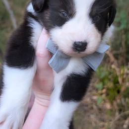Cady - Black tri-color female Australian Shepherd puppy in Georgetown, Texas from River Reign Australian Shepherds