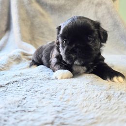 Serenity - Black and white female Shichon puppy in Ronda, North Carolina from Willow River