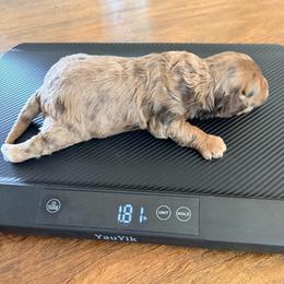Alfalfa - Chocolate male Goldendoodle puppy in Anthem/Phoenix, Arizona from Ironwood Doodles