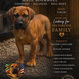 Empire - Fawn male Boerboel puppy in Delta, Colorado from SATA Kennels