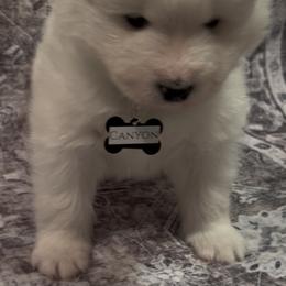 Canyon - White male Samoyed puppy in Atkinson, Nebraska from Sandhills Samoyeds