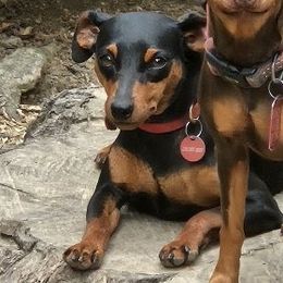 Athena - Miniature Pinscher