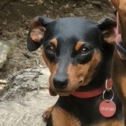 Athena - Miniature Pinscher