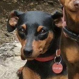 Athena - Miniature Pinscher
