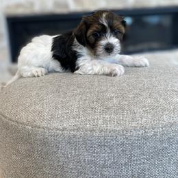 Bernedoodle, Cavapoo, Havanese, and Havapoo Puppies from Lady Paws Puppies - Cassie
