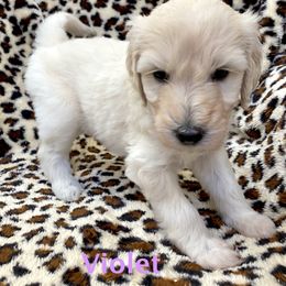 Goldendoodle Puppies from FURever Goldendoodles